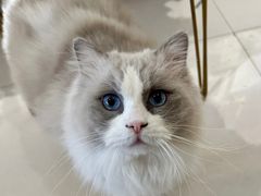 -平行世界·猫咖(首经贸店)