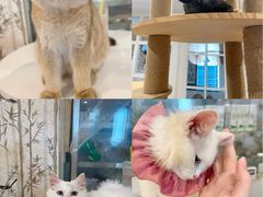-楼上猫咖(罗湖店)