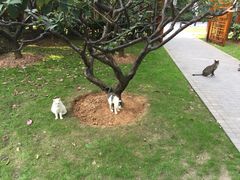 园中的猫-静安雕塑公园