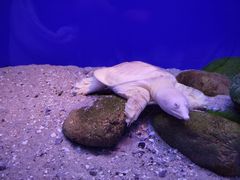 -上海海洋水族馆