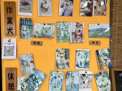 -南京Hallo宠物乐园·哈罗犬舍·柴犬繁育基地