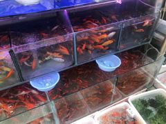 -曲阳花鸟市场(曲阳路店)