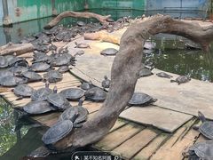 -广州长隆飞鸟乐园