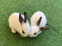 -萌宠亲子动物乐园(槐房万达店)