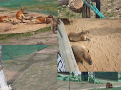 -西霞口神雕山野生动物世界