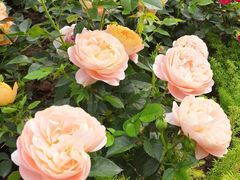 -人民公园(罗湖区)