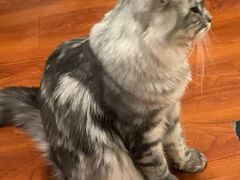 -猫小院猫主题咖啡厅(北锣店)