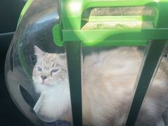 -宠物星动物医院·眼科·异宠·猫科(江南大道总院)