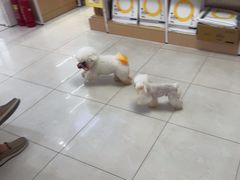 -翊宠yipet猫狗购宠庄园