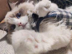 -糯米喵星人总部直营旗舰店·猫舍·幼猫出售