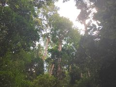 -西双版纳原始森林公园