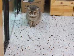 -滚猫咖啡·猫咖·猫友好撸猫(未来城店)