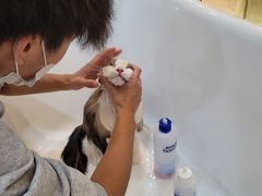 -momokira米努特·德文卷毛猫·棉花面纱犬
