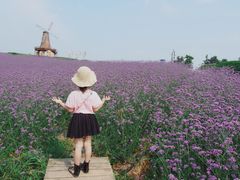 -大塘金香草谷