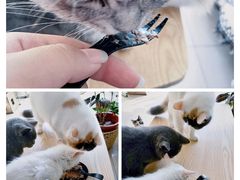 -平行世界·猫咖(首经贸店)