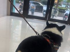 -安安宠医·安烨宠物医院·宠物保险(北仑分院)