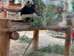 -西霞口神雕山野生动物世界