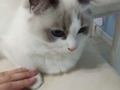 -喵的天空名猫咖啡馆·撸猫·猫舍·用品