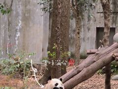 -成都大熊猫繁育研究基地