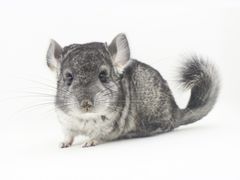 -龙猫仔乐园(惠福东路店)