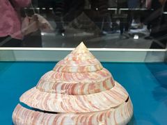 -青岛贝壳博物馆