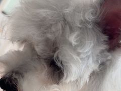 -佳雯宠物医院·皮肤科·内外科(春晓路分院)