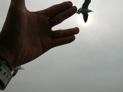 -长岛万鸟岛