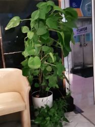-罗亚帝造型·烫发染发