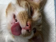 -乐琪宠物医院·犬猫专科·骨外科·急重症