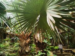 -呀路古热带植物园