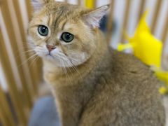 -柴迷FANS CLUB·柴犬狗咖·猫咖