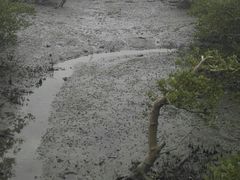 -北海金海湾红树林生态旅游区