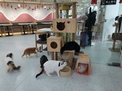 -喵园·猫主题咖啡厅·撸猫·猫咖(国贸店)