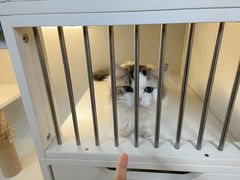 -十月米努特矮脚猫舍