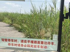 -盐城丹顶鹤湿地生态旅游区