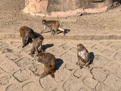 -哈尔滨北方森林动物园