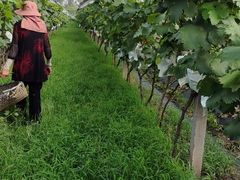 -马陆小张葡萄园农家乐