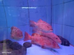 东星斑-蒋记海鲜姿造(锦绣店)