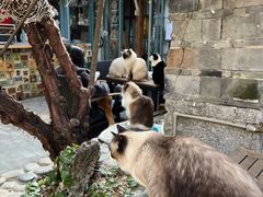 -喵屿·大理花园猫咖