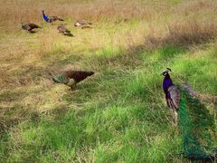 -北京麋鹿生态实验中心