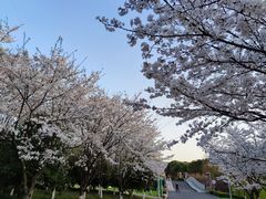 -九里河湿地公园