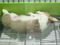 -唐小姐の猫狗洗护·购宠旗舰店(周浦万达店)