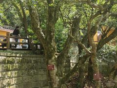 -普陀山慧济禅寺