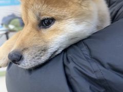 -美联众合动物医院·24h京西诊疗中心