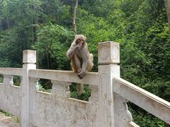 -黔灵山公园