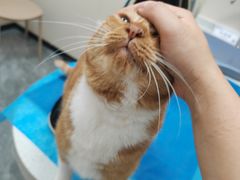 -芭比堂动物医院·CT·微创中心(新顺分院)