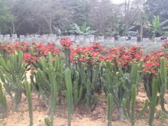 -松山湖梦幻百花洲