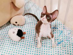 -70cat德文卷毛猫·缅因猫纯种猫舍