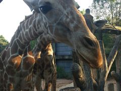 -清迈夜间动物园