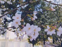 -西北湖绿化广场